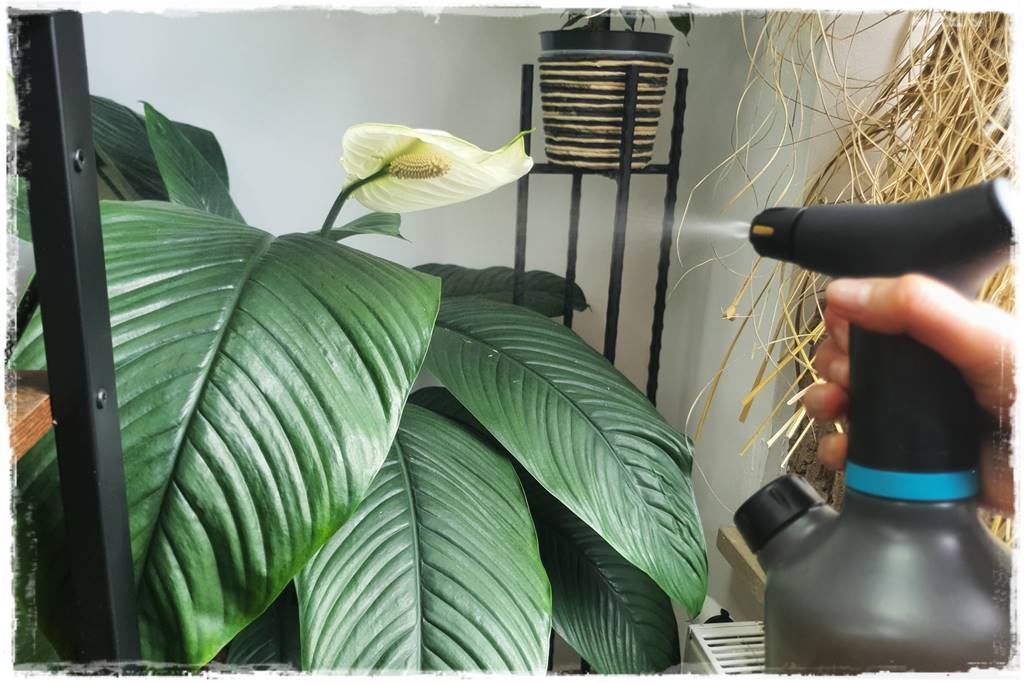 jak latem dbać o rośliny domowe 18 jak latem dbać o rośliny domowe 18