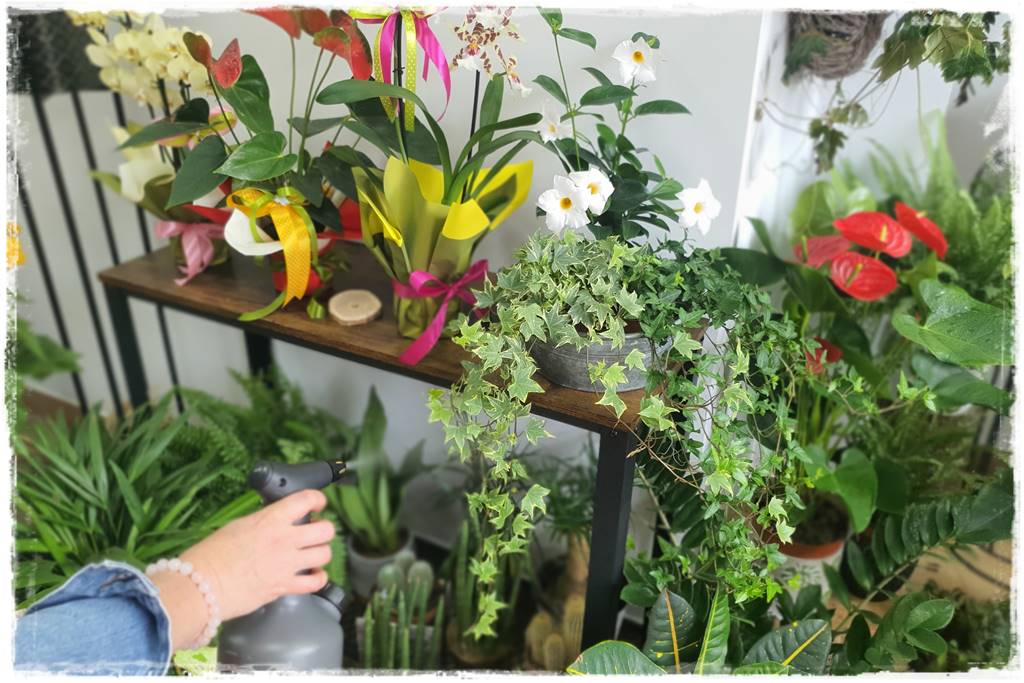 jak latem dbać o rośliny domowe 19 jak latem dbać o rośliny domowe 19