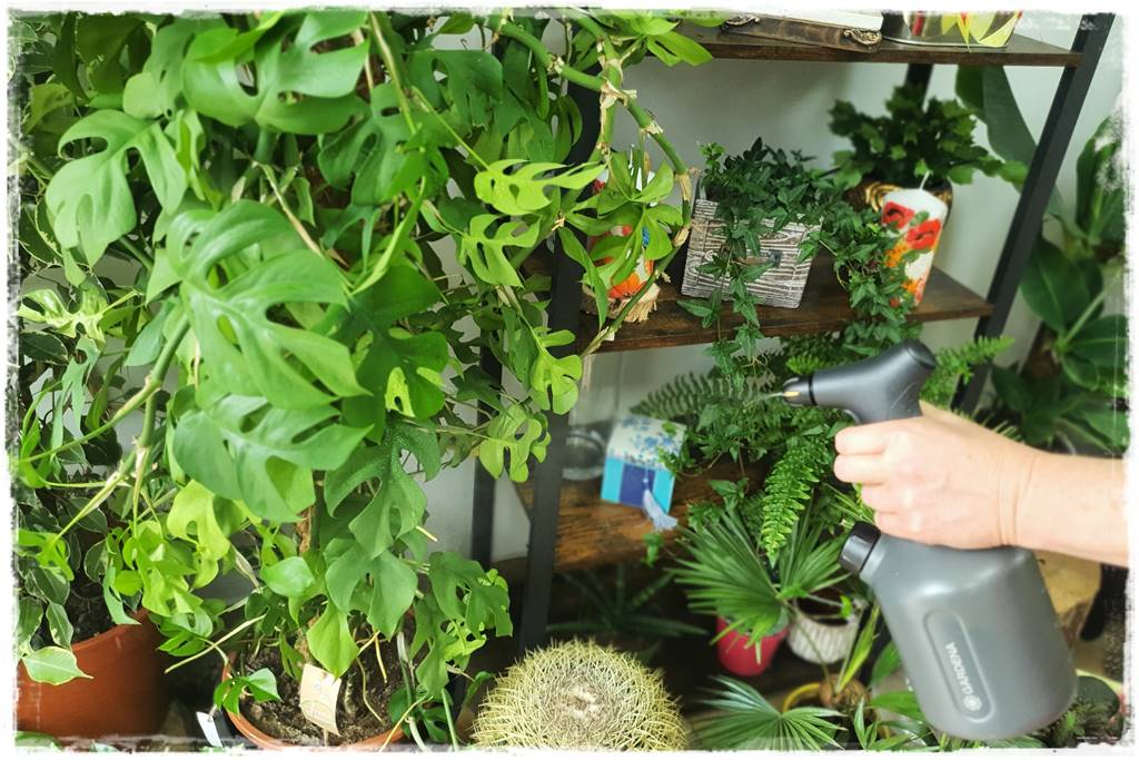 jak latem dbać o rośliny domowe 20 jak latem dbać o rośliny domowe 20