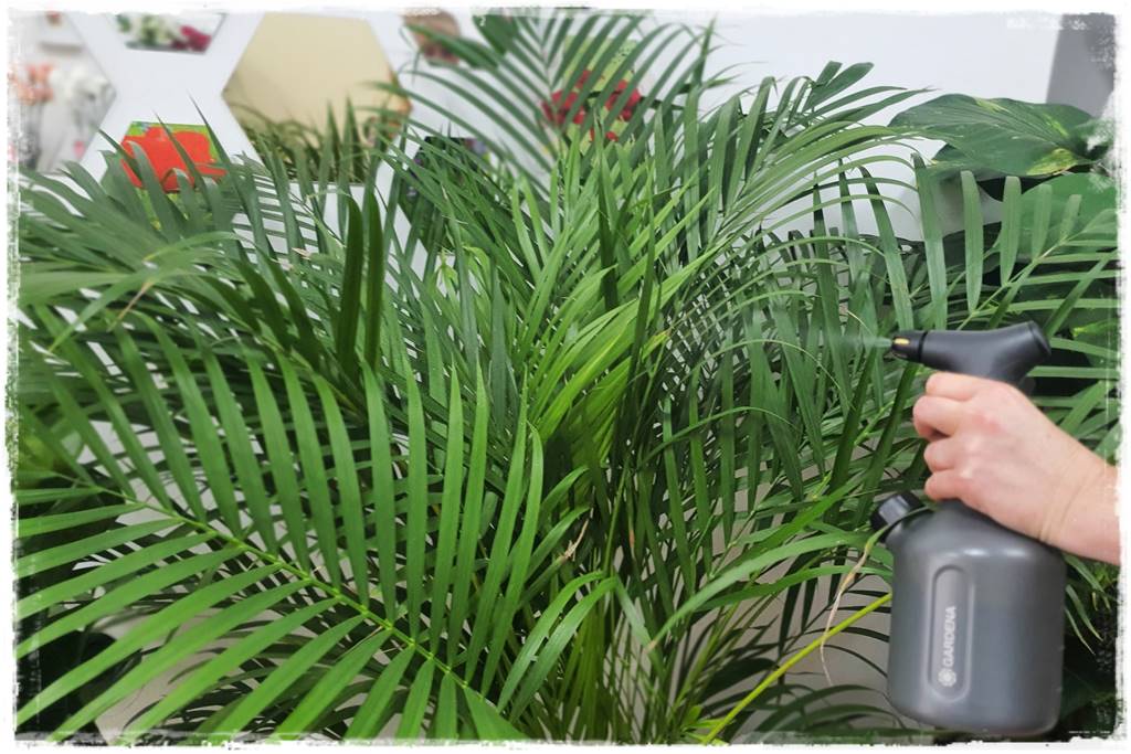 jak latem dbać o rośliny domowe 21 jak latem dbać o rośliny domowe 21