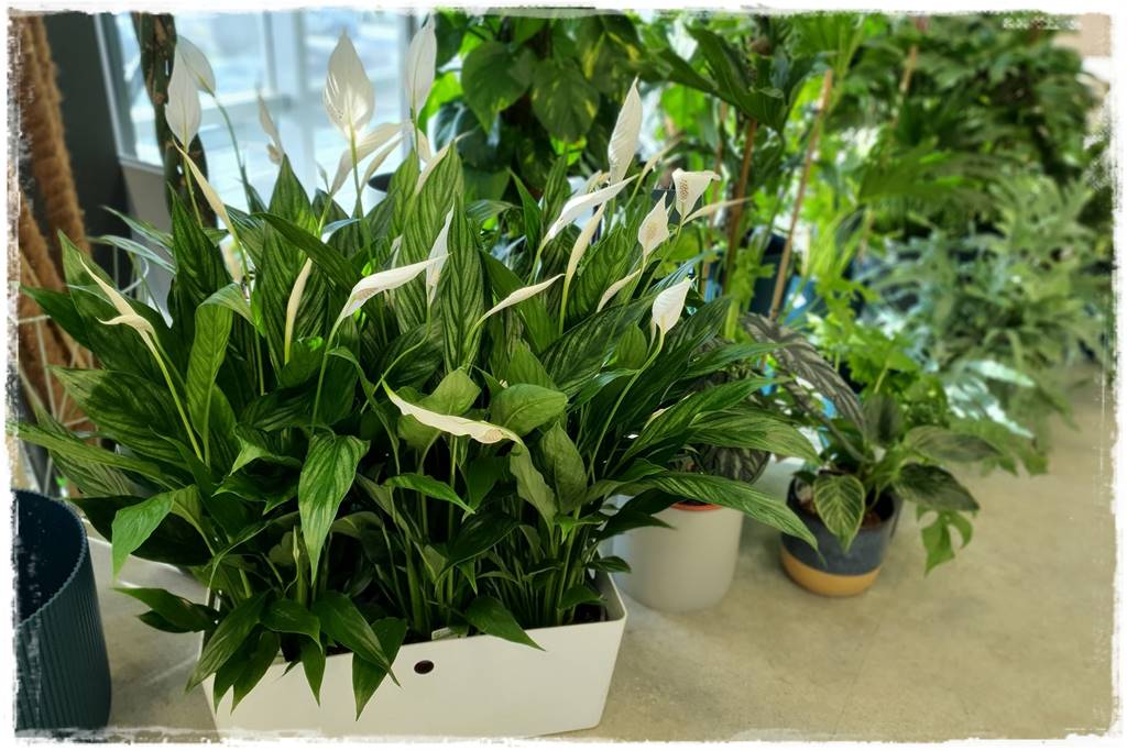 jak latem dbać o rośliny domowe 22 jak latem dbać o rośliny domowe 22