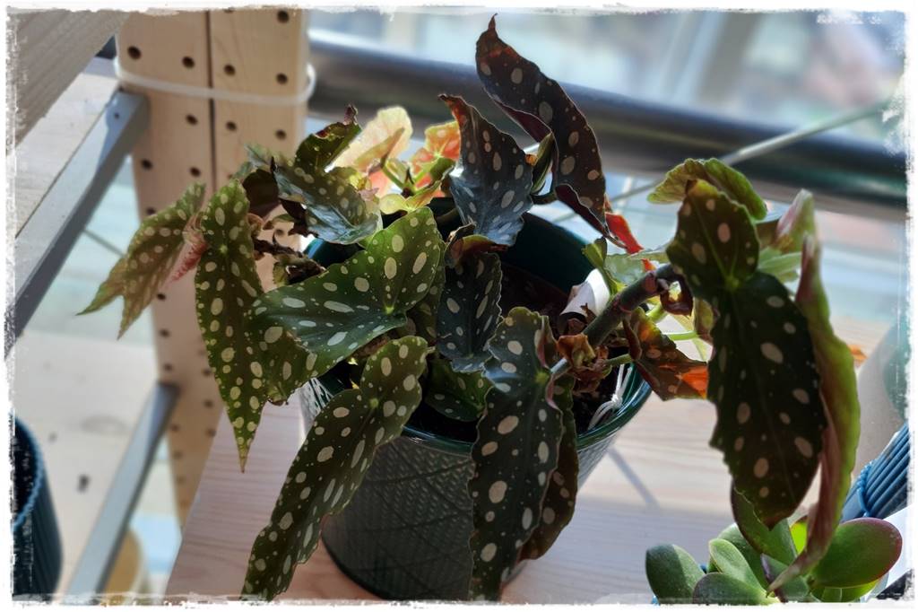 jak latem dbać o rośliny domowe 23 jak latem dbać o rośliny domowe 23