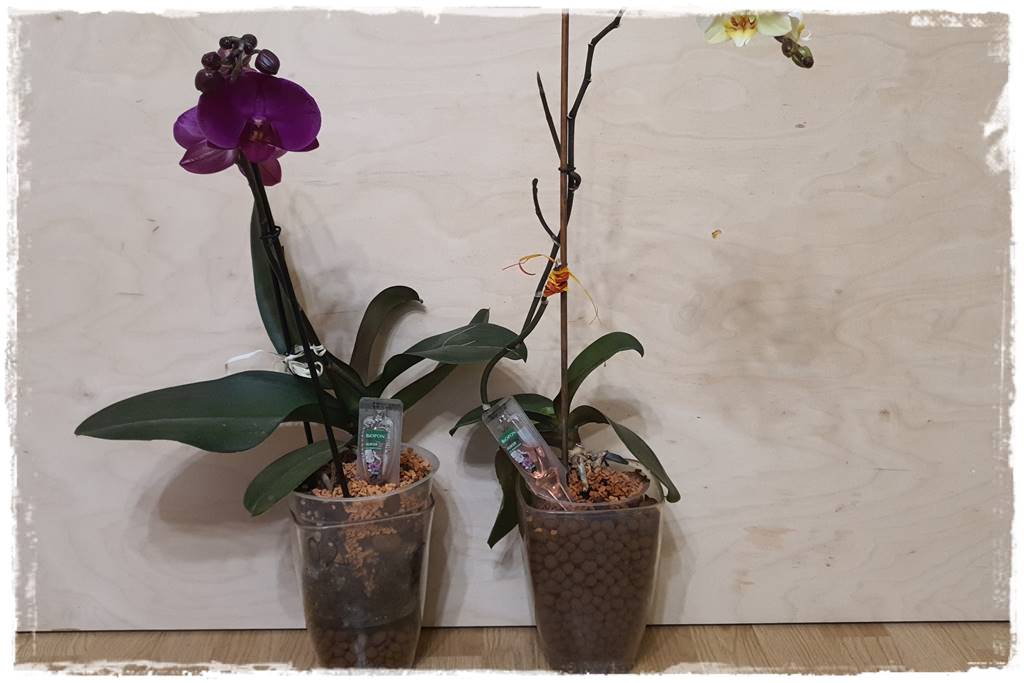 jak latem dbać o rośliny domowe 24 jak latem dbać o rośliny domowe 24