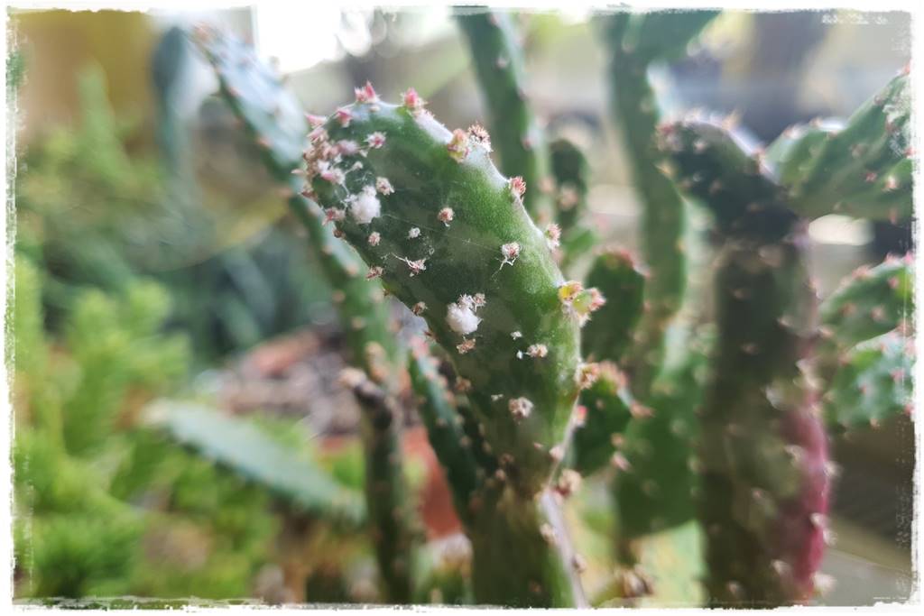 jak latem dbać o rośliny domowe 25 jak latem dbać o rośliny domowe 25