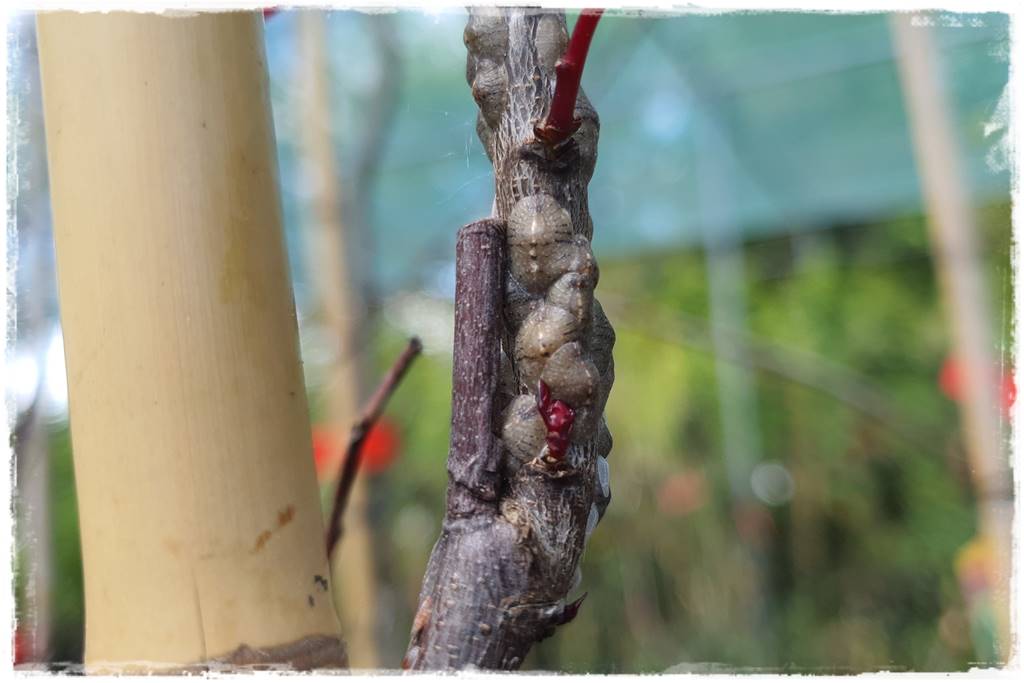 jak latem dbać o rośliny domowe 26 jak latem dbać o rośliny domowe 26