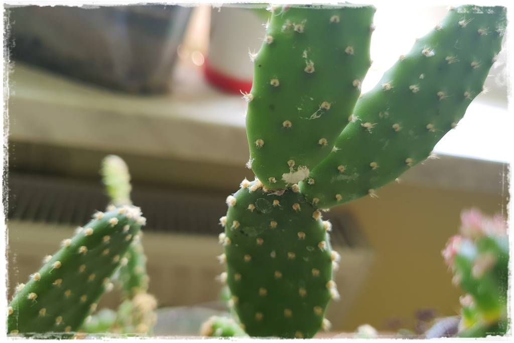 jak latem dbać o rośliny domowe 27 jak latem dbać o rośliny domowe 27