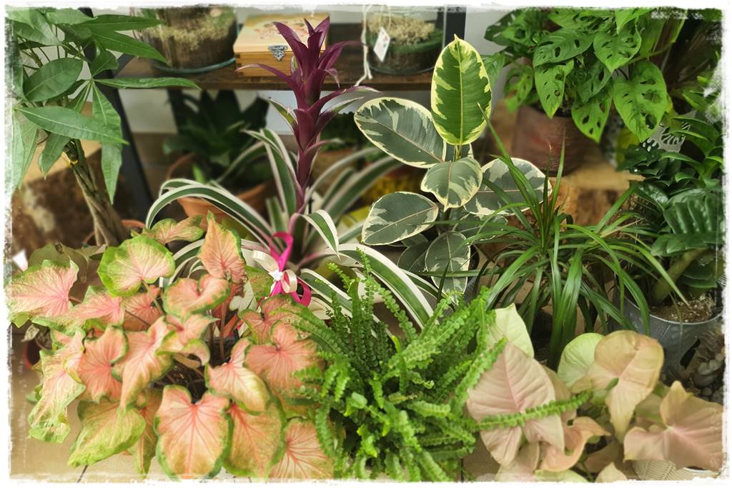 jak latem dbać o rośliny domowe 29 jak latem dbać o rośliny domowe 29