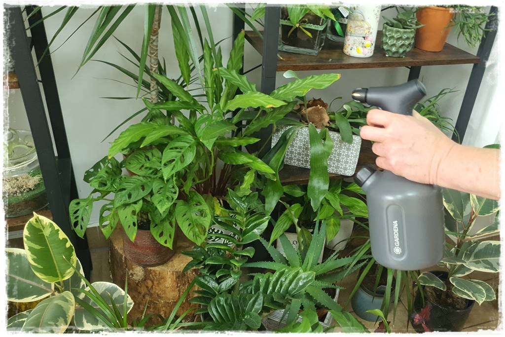 jak latem dbać o rośliny domowe 30 jak latem dbać o rośliny domowe 30