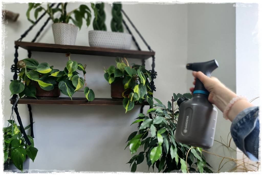 jak latem dbać o rośliny domowe 31 jak latem dbać o rośliny domowe 31