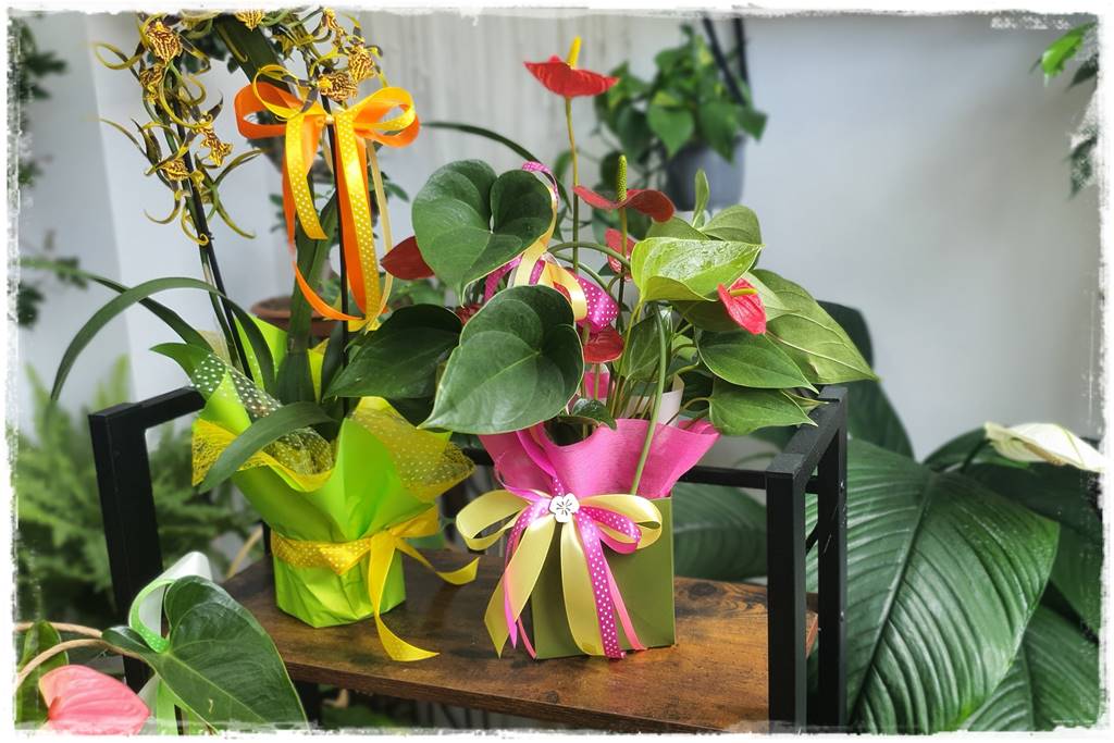 jak latem dbać o rośliny domowe 4 jak latem dbać o rośliny domowe 4