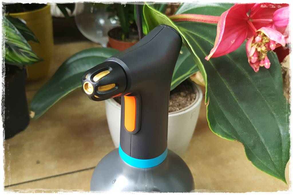 jak latem dbać o rośliny domowe 42 jak latem dbać o rośliny domowe 42