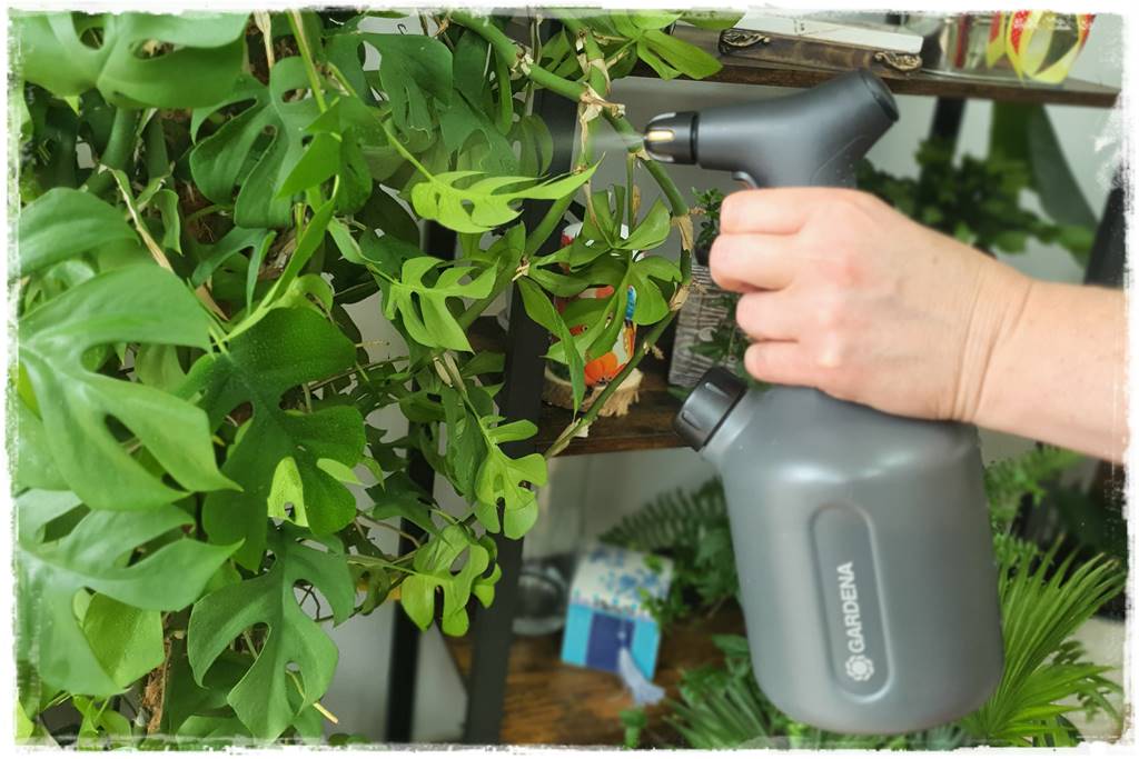 jak latem dbać o rośliny domowe 43 jak latem dbać o rośliny domowe 43