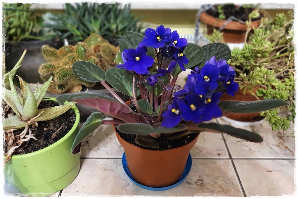 jak latem dbać o rośliny domowe 5 jak latem dbać o rośliny domowe 5