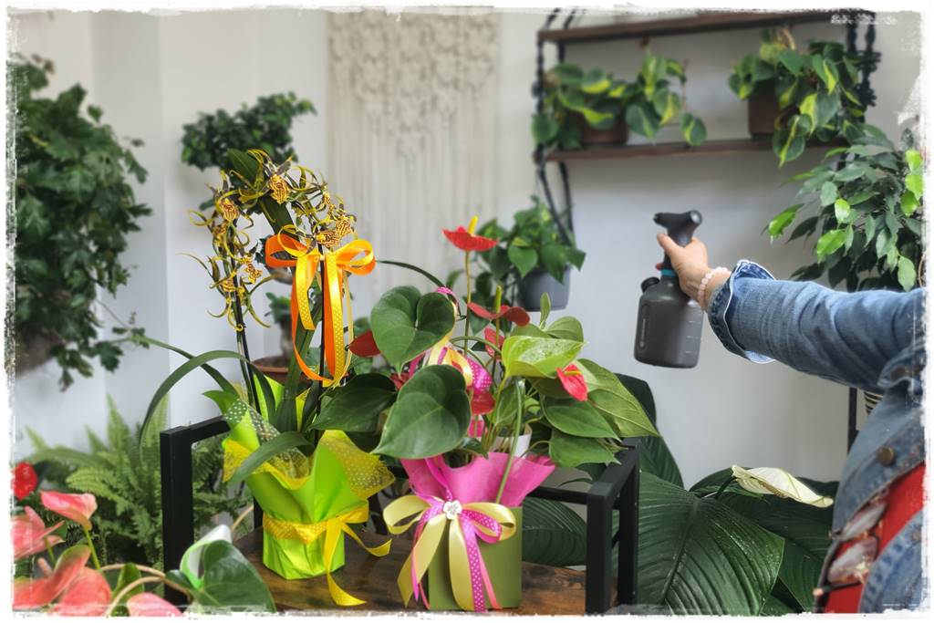 jak latem dbać o rośliny domowe 55 jak latem dbać o rośliny domowe 55