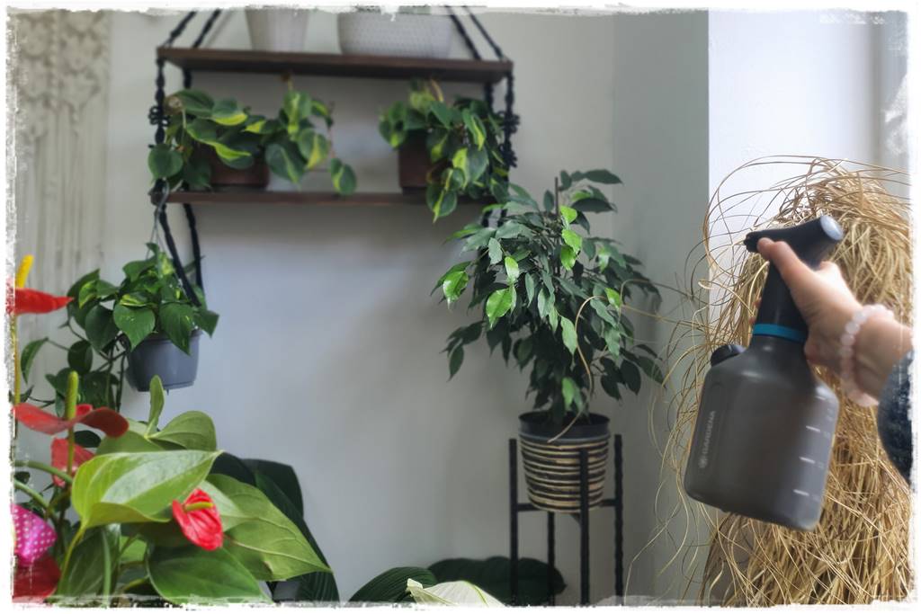 jak latem dbać o rośliny domowe 56 jak latem dbać o rośliny domowe 56