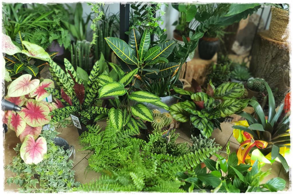 jak latem dbać o rośliny domowe 57 jak latem dbać o rośliny domowe 57