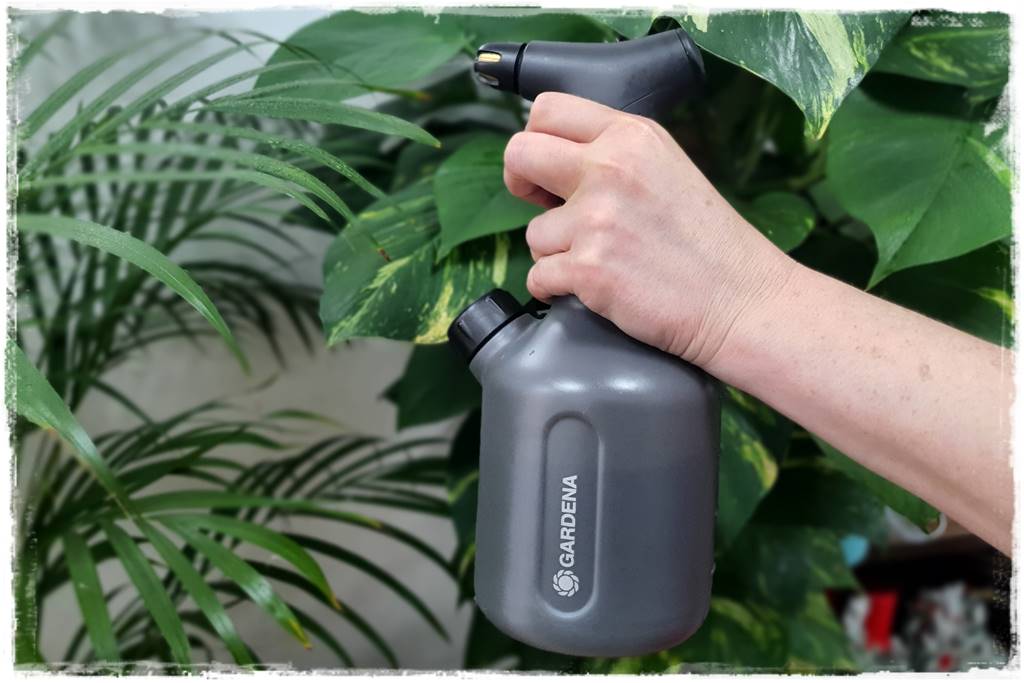 jak latem dbać o rośliny domowe 58 jak latem dbać o rośliny domowe 58