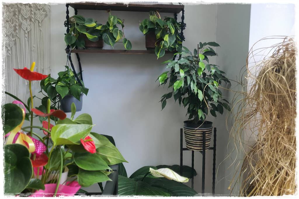 jak latem dbać o rośliny domowe 6 jak latem dbać o rośliny domowe 6