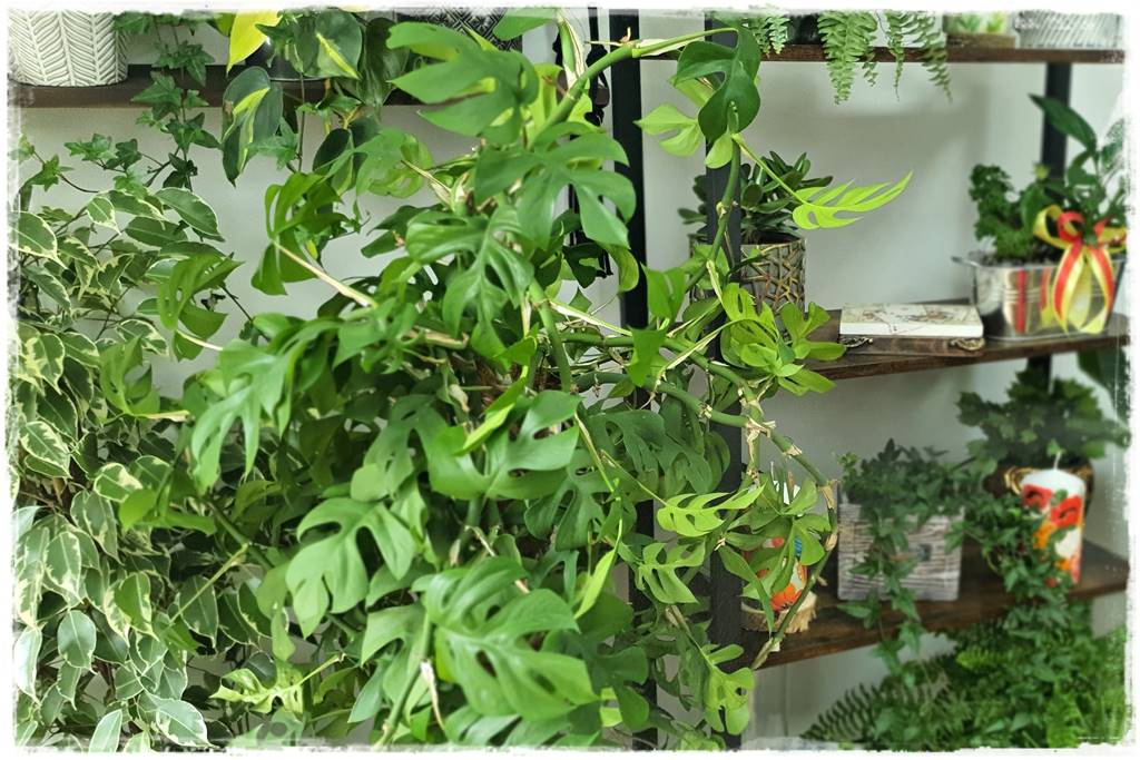 jak latem dbać o rośliny domowe 6a jak latem dbać o rośliny domowe 6a