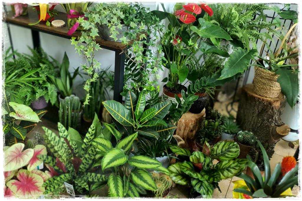 jak latem dbać o rośliny domowe 7