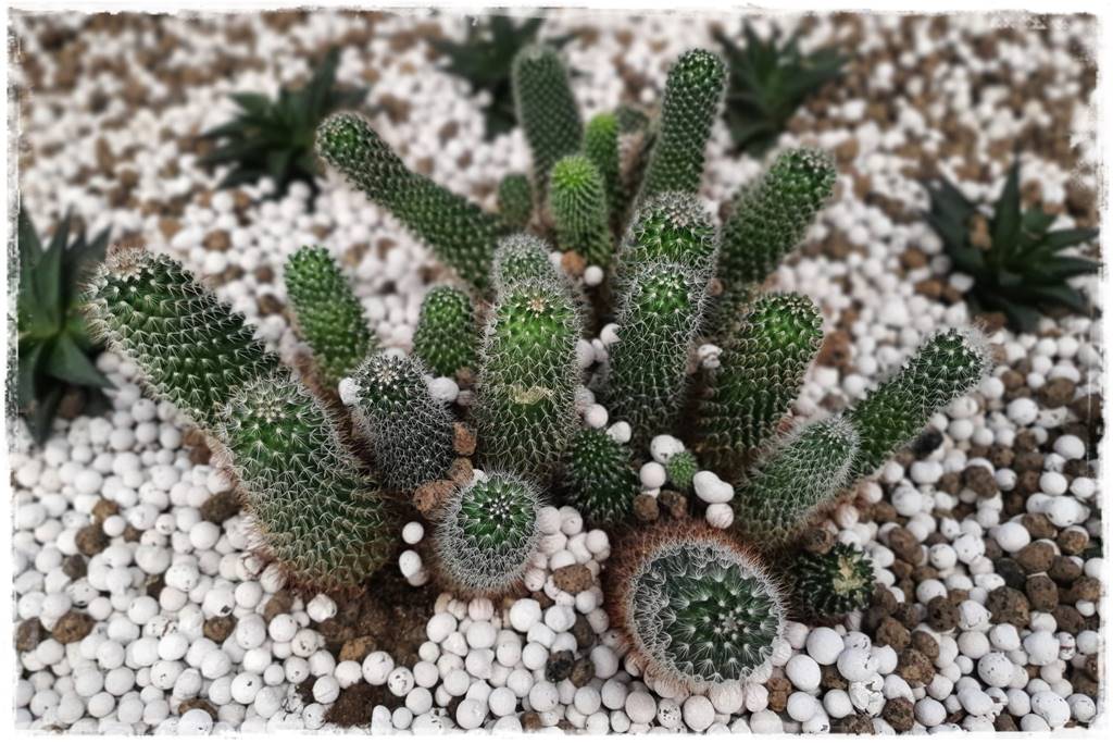 jak latem dbać o rośliny domowe 8 jak latem dbać o rośliny domowe 8