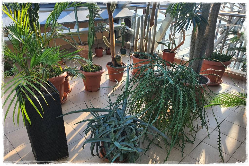 jak latem dbać o rośliny domowe 9 jak latem dbać o rośliny domowe 9