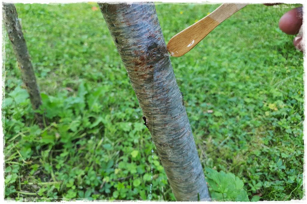 klej entomologiczny 39