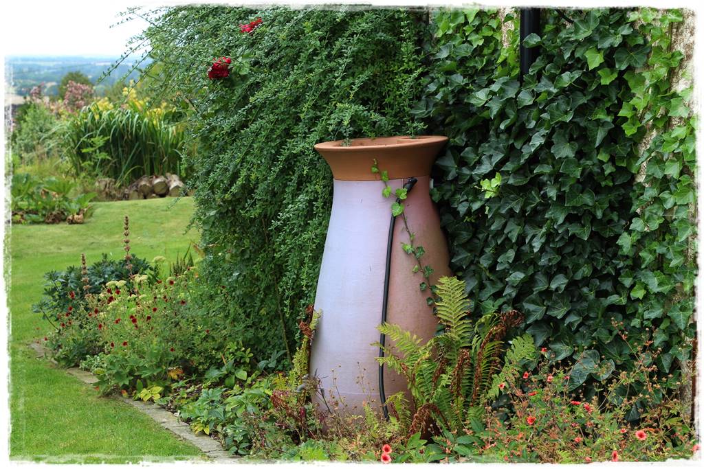 pnącze zimozielone 13 pnącze zimozielone 13