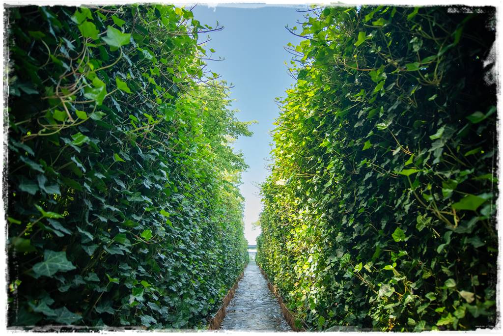 pnącze zimozielone 14 pnącze zimozielone 14