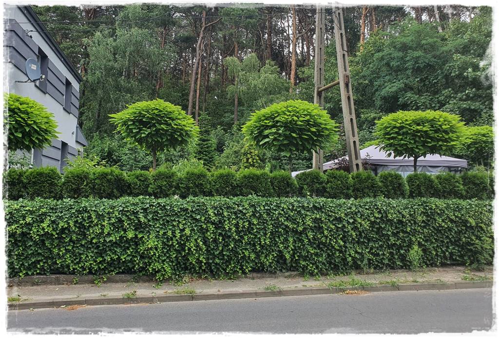 pnącze zimozielone 18 pnącze zimozielone 18