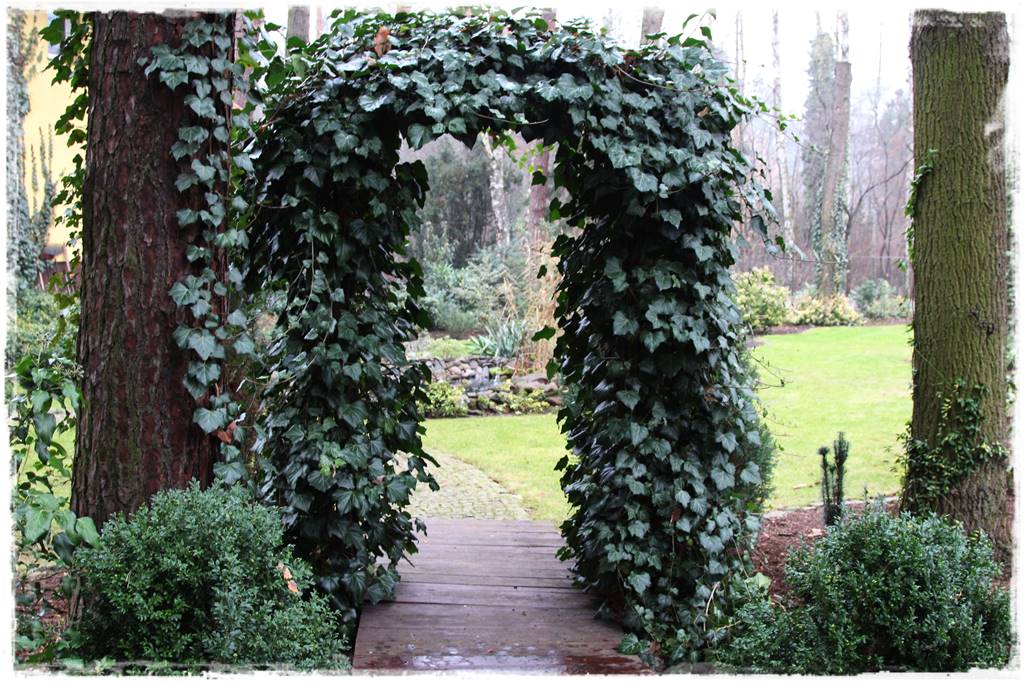 pnącze zimozielone 19 pnącze zimozielone 19