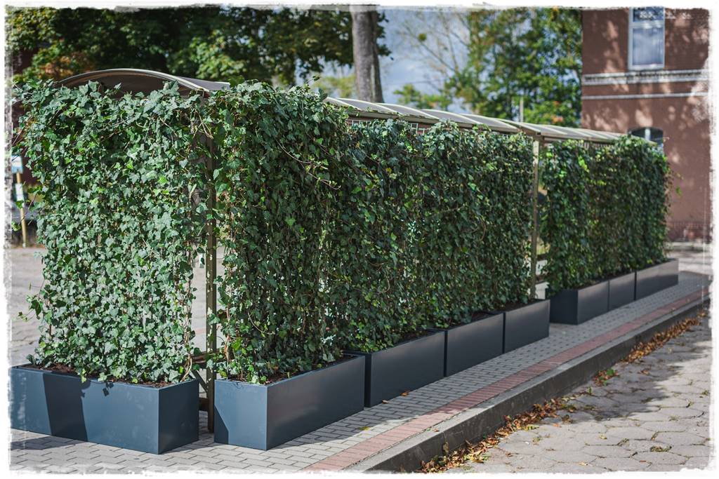 pnącze zimozielone 21 pnącze zimozielone 21