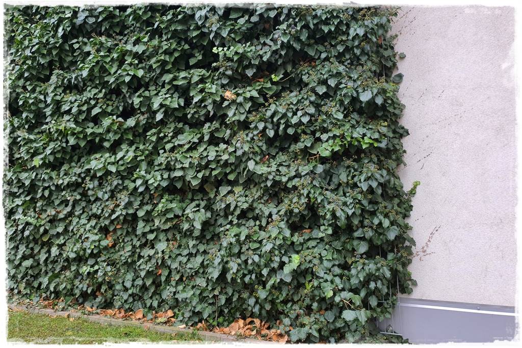 pnącze zimozielone 28a pnącze zimozielone 28a