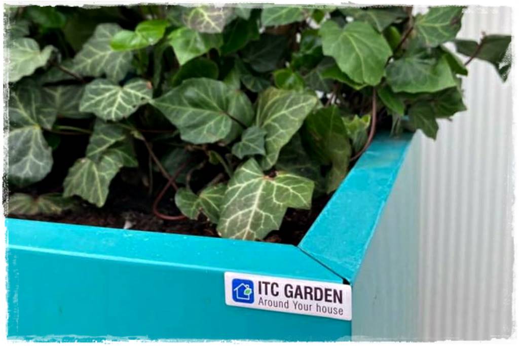 pnącze zimozielone 31 pnącze zimozielone 31