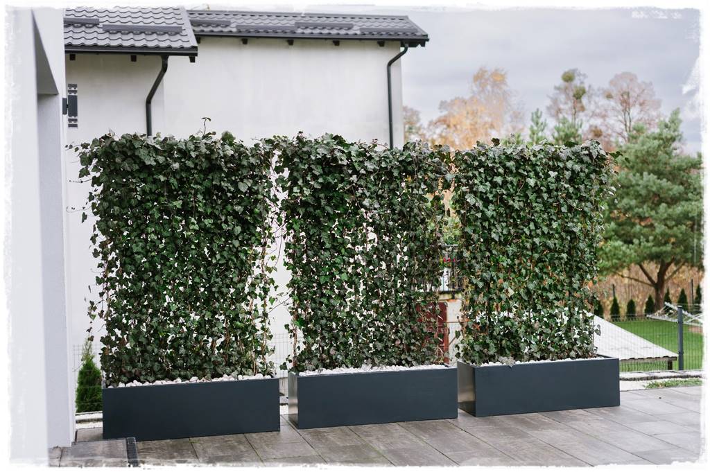 pnącze zimozielone 32 pnącze zimozielone 32