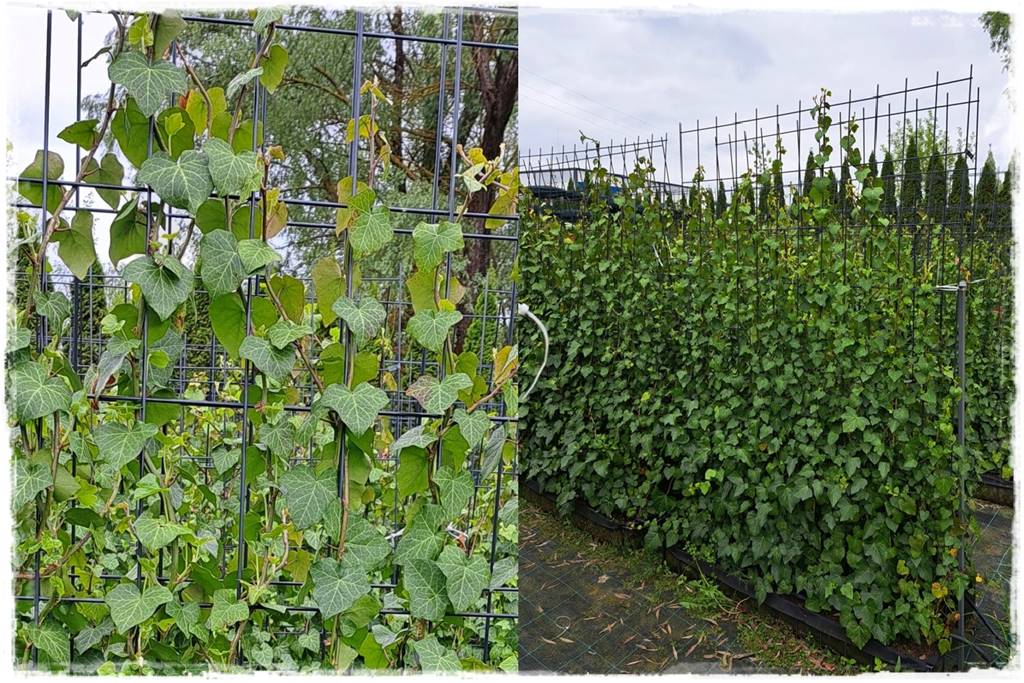 pnącze zimozielone 33 pnącze zimozielone 33