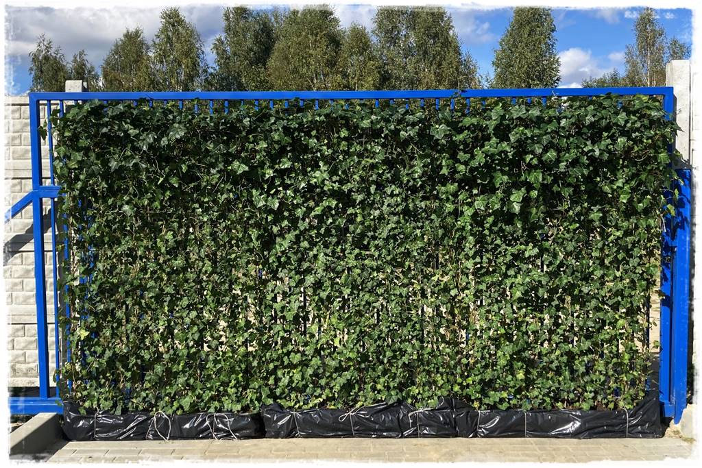 pnącze zimozielone 34 pnącze zimozielone 34