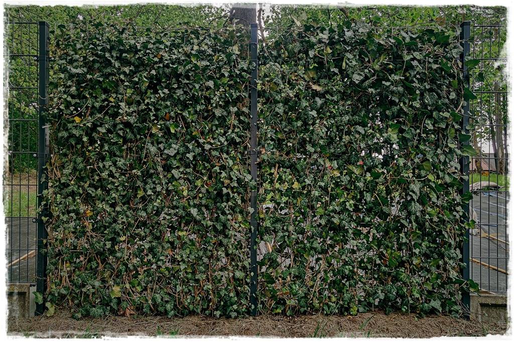 pnącze zimozielone 38 pnącze zimozielone 38