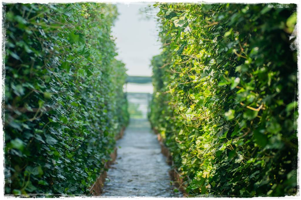 pnącze zimozielone 39 pnącze zimozielone 39