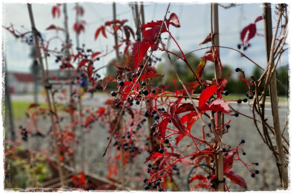 pnącze zimozielone 4 pnącze zimozielone 4