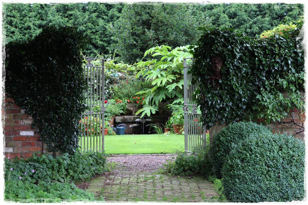 pnącze zimozielone 40 pnącze zimozielone 40