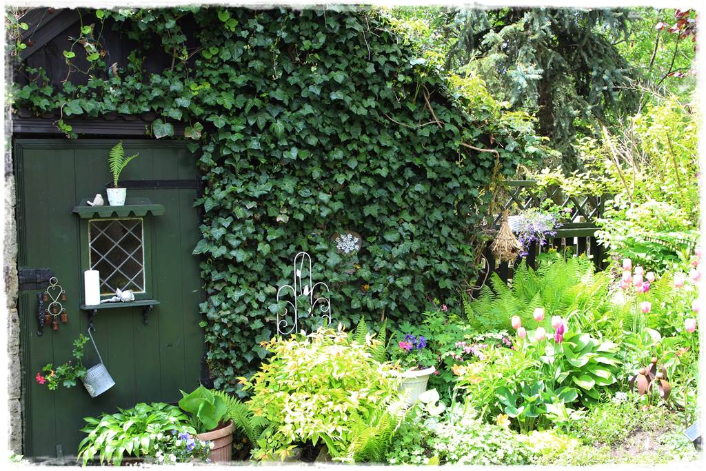 pnącze zimozielone 41 pnącze zimozielone 41