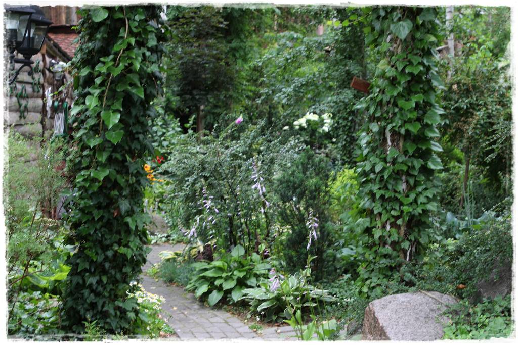 pnącze zimozielone 43 pnącze zimozielone 43