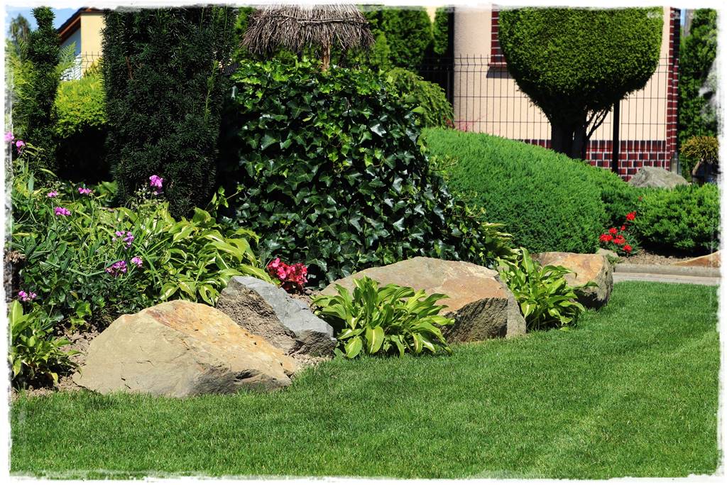 pnącze zimozielone 44 pnącze zimozielone 44