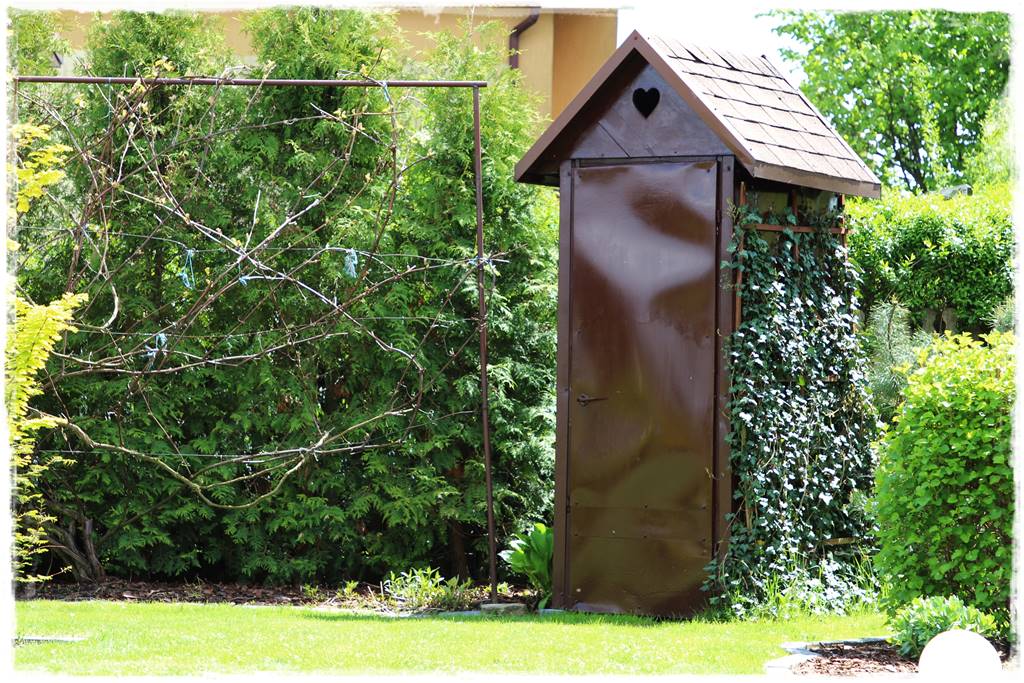 pnącze zimozielone 45 pnącze zimozielone 45