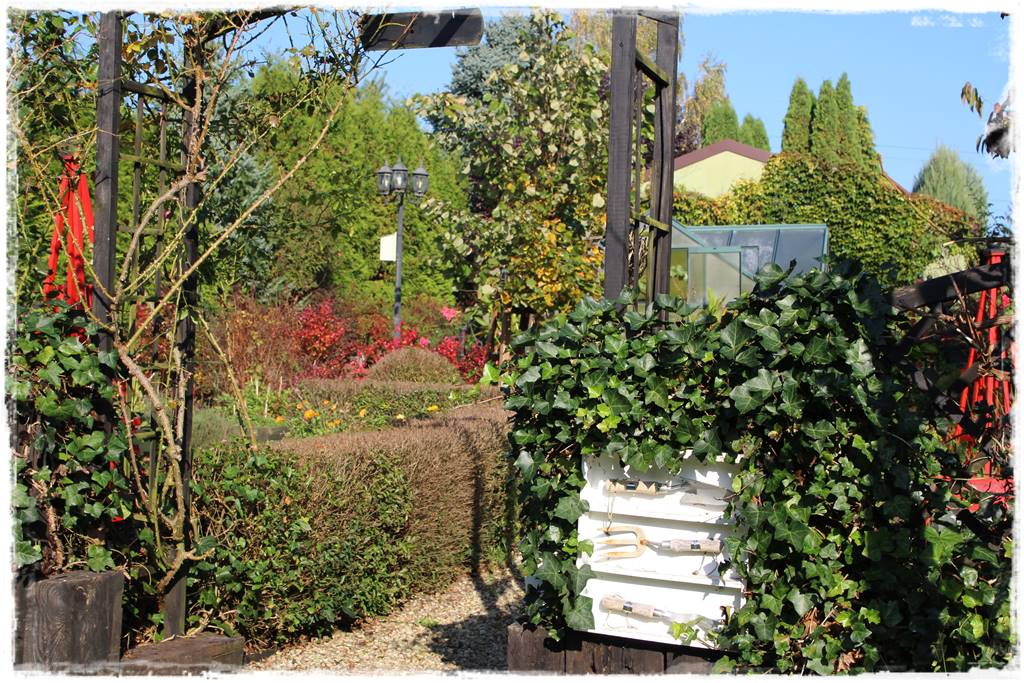 pnącze zimozielone 47 pnącze zimozielone 47