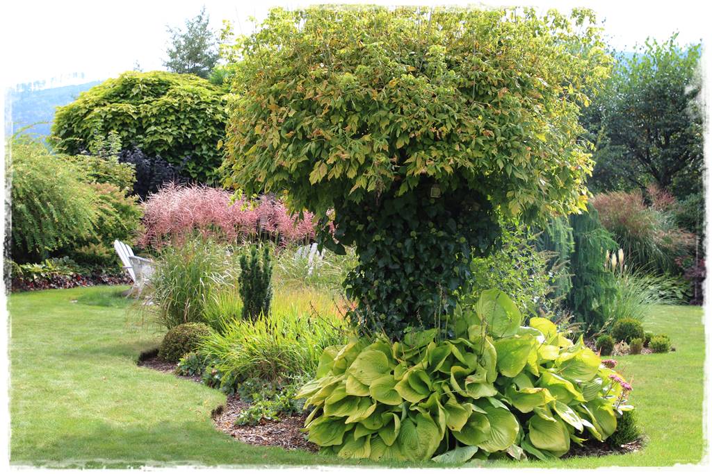 pnącze zimozielone 48 pnącze zimozielone 48