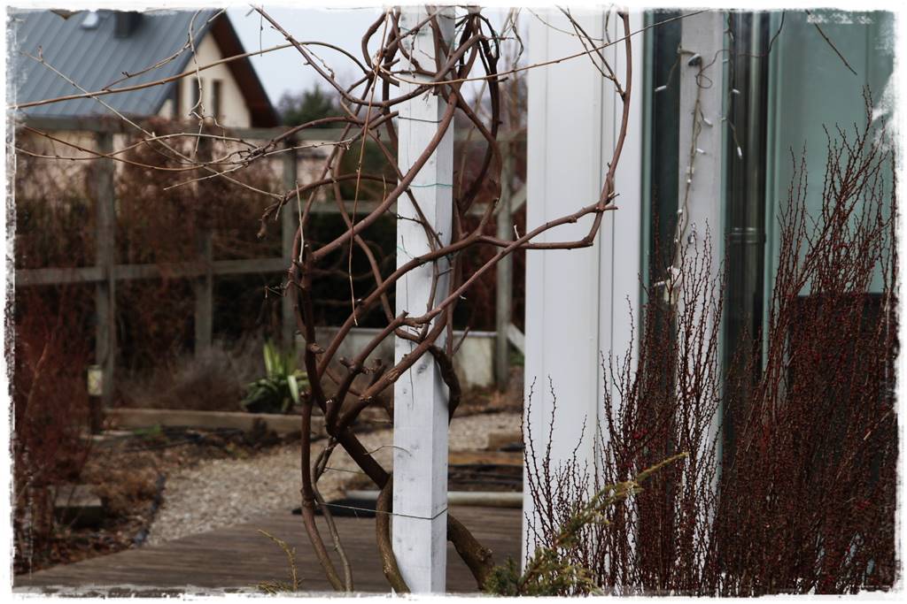 pnącze zimozielone 5 pnącze zimozielone 5