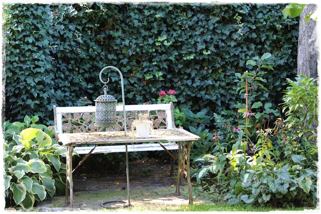 pnącze zimozielone 6 pnącze zimozielone 6