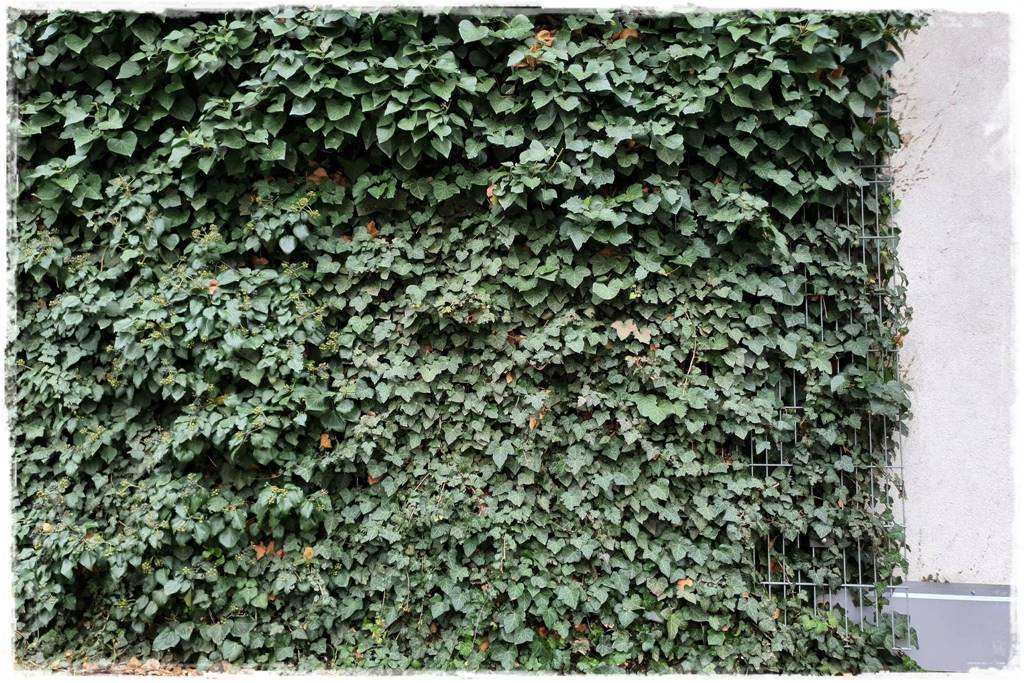 pnącze zimozielone 7 pnącze zimozielone 7